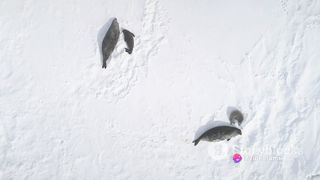 Wildlife Wonders: 5 Astonishing Animal Facts