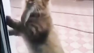 Смешные видео котики