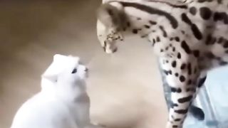Viral Funny cat