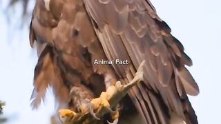 Animals Facts You Didn't Know 2 #facts #story #animals | #حيوان