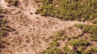 #cheetah #animalsfacts #amazinganimals #nature #life #animals #wildlife #amazingfacts #naturedocumentary #documentary #snow #oceano