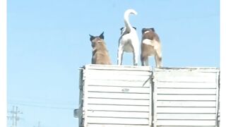 Dog and Cat Funny Videos