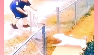 #funny videos #cat #dog