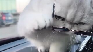 Kucing lucu