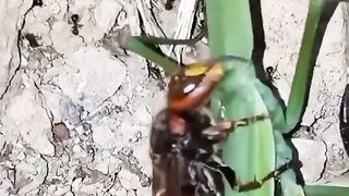 Hornet eating a praying mantis that's eating a hornet