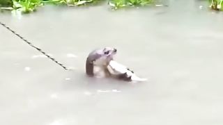 Memancing ikan