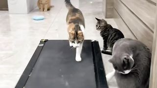 funny cats training on cardio