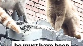 HIS FACE LMAOOO ????????  #cats #catlife #funny #cutecat #shortvideo #animalmemes #funnycats450