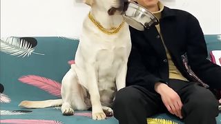 Labrador Retriever gets angry with owner because of lack of food