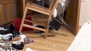 шкода