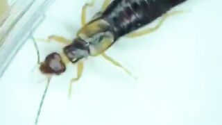 Can an earwig attack a person?