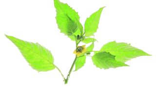 Exploring the diversity of natural pesticides a comprehensive guide to environmentally friendly pests
