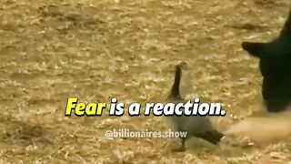 fear is a reaction