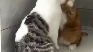 The battle of two ferocious cats