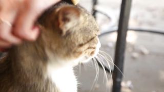 Blissful Moments: A Cat's Serene Joy Being Petted