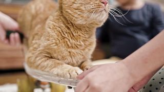 Golden Elegance: Enchanting Yellow Cat Receives Tender Petting