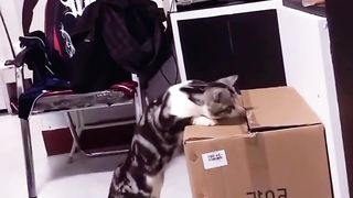 Funny cats