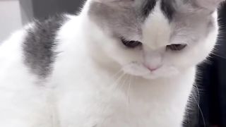 Nervous cat