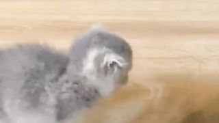 Tow kittins fight