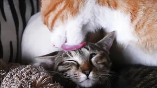 Sweet Interspecies Affection: Yellow Cat Lovingly Grooms Gray Cat