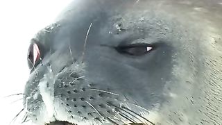 the White shark