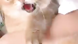 Funny Cats Don't Try to Laugh
