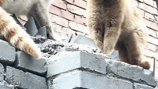 How to separate cat fights