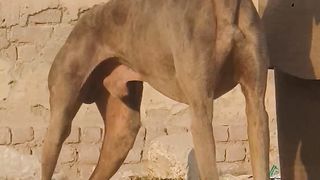 جمال كلب السلوقي