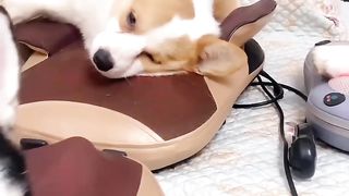 Dogs relax well with the help of massagers