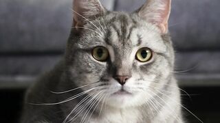 Serene Moments: Gray Cat's Peaceful Tail Wagging