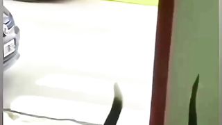 Cute dog