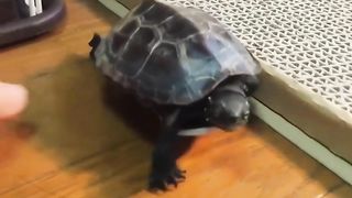 Turbo Turtle Shell Shocker
