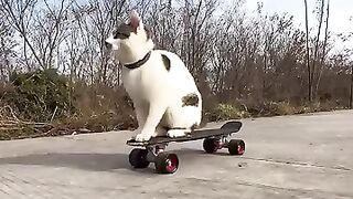 Cat loves skating