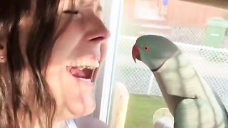 Parrot
