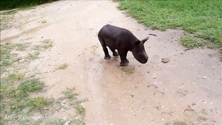 Baby Rhino Charging - FUNNIEST Compilation: Endearing Moments of Playfulness and Hilarity