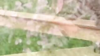 My pet