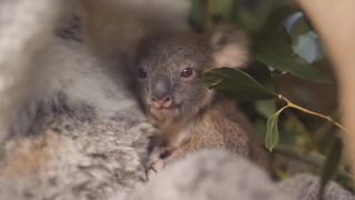 This baby Koala will melt your heart