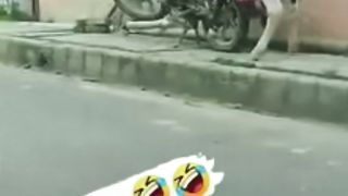 Cow with motorcycle