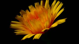 the flower