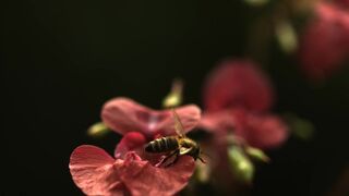 Bee flight