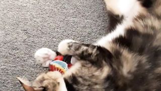 Playful Cat: Adorable Feline Delights in Toy Fun!