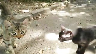 My pet