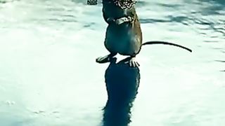 THE RAT IS WITH MY KEY