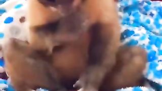 My pet