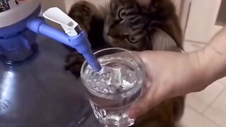 Bebe cat