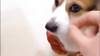 My pet