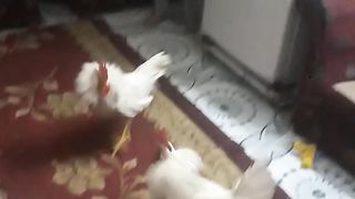 Funniest Animals - Best Of The 2024 Funny Animals Videos #14
