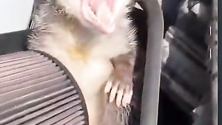 My pet