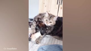 Funny animal compilation