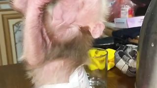 Monkey